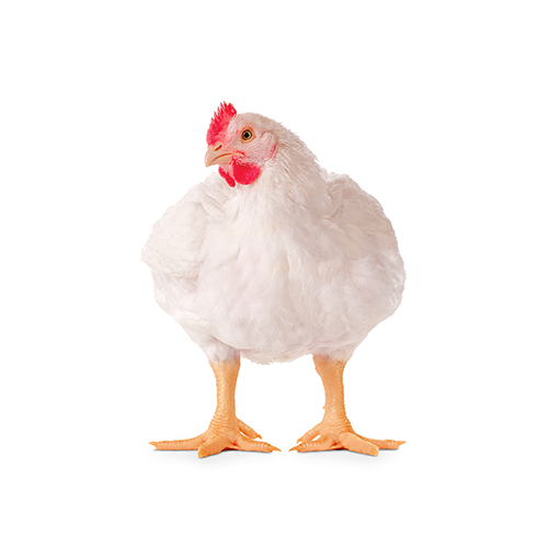 Poulet de chair