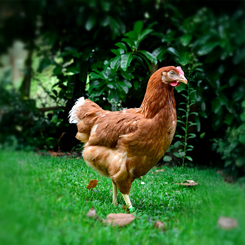 Poule rousse