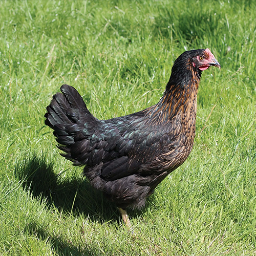 Poule noire harco