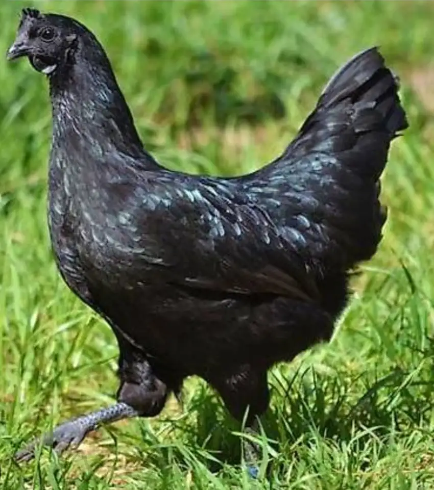 Poule cemani