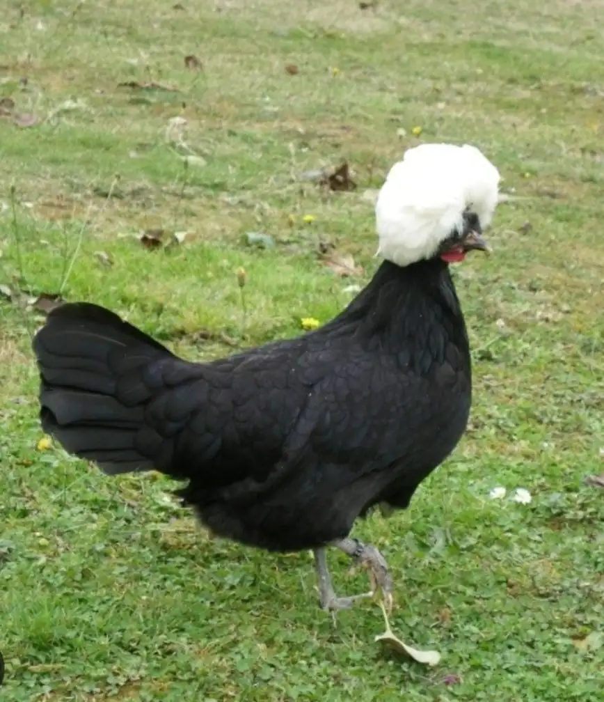 Poule hollandaise