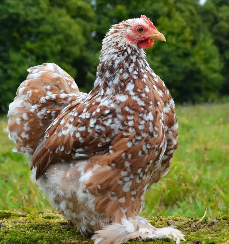Poule pékin