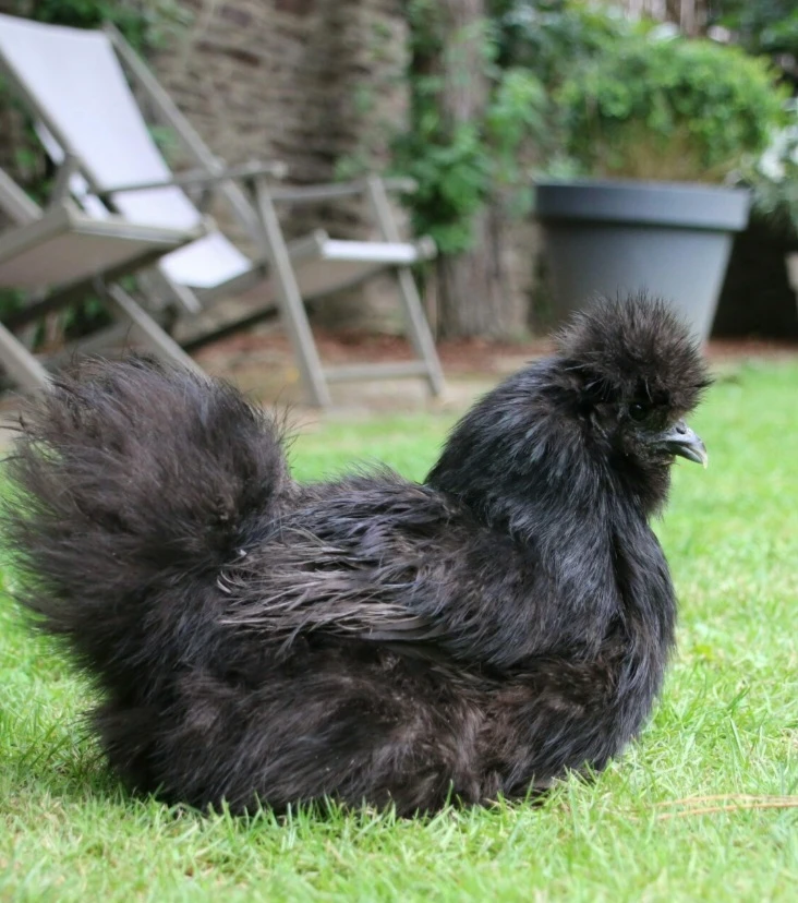 Poule soie
