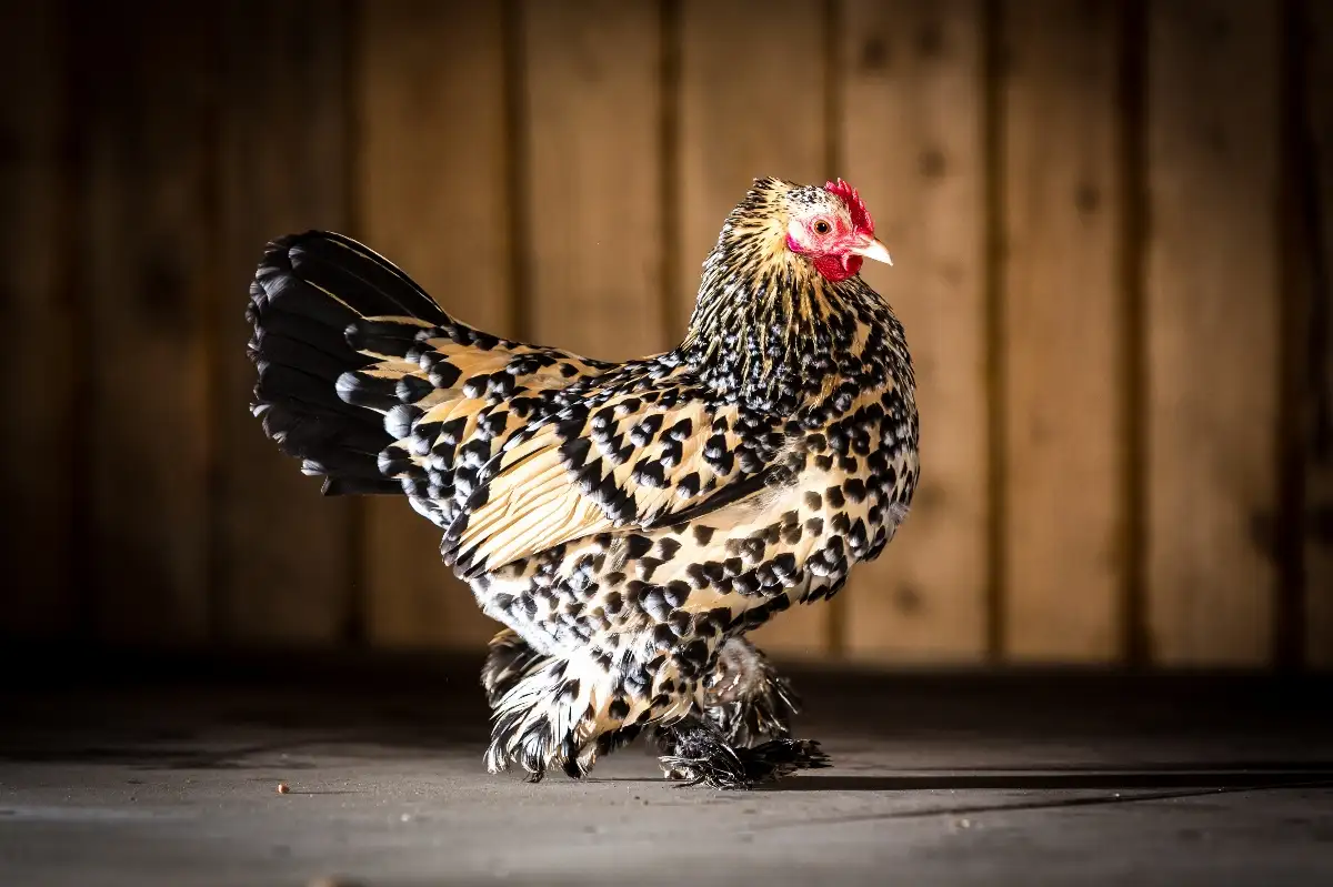 Poule sabelpoot