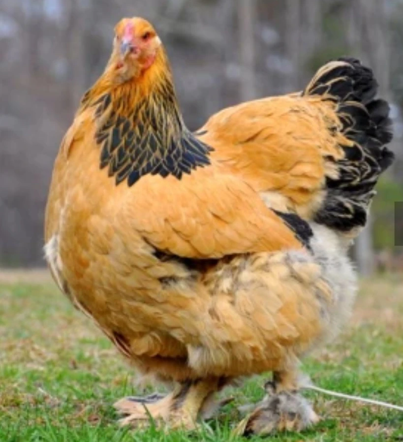 Poule Brahma