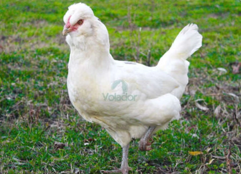 poule emeraude