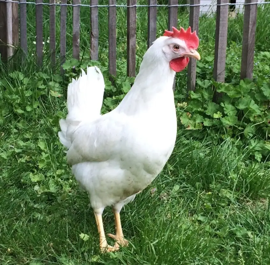 Poule Leghorn