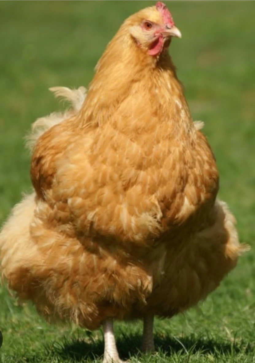 poule orpington