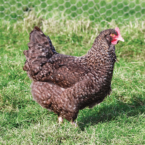 Poule coucou de rennes