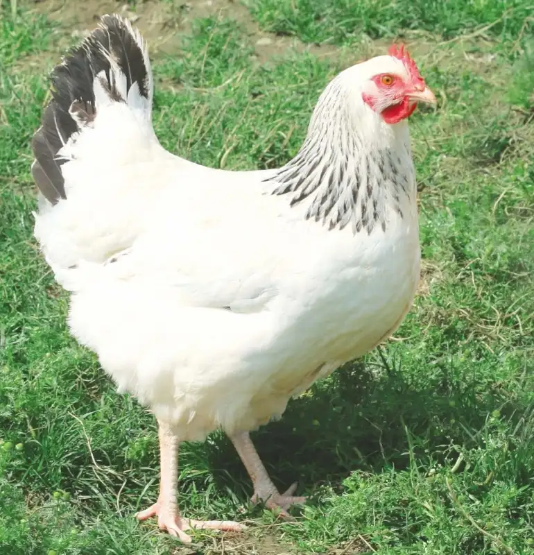 Poule sussex