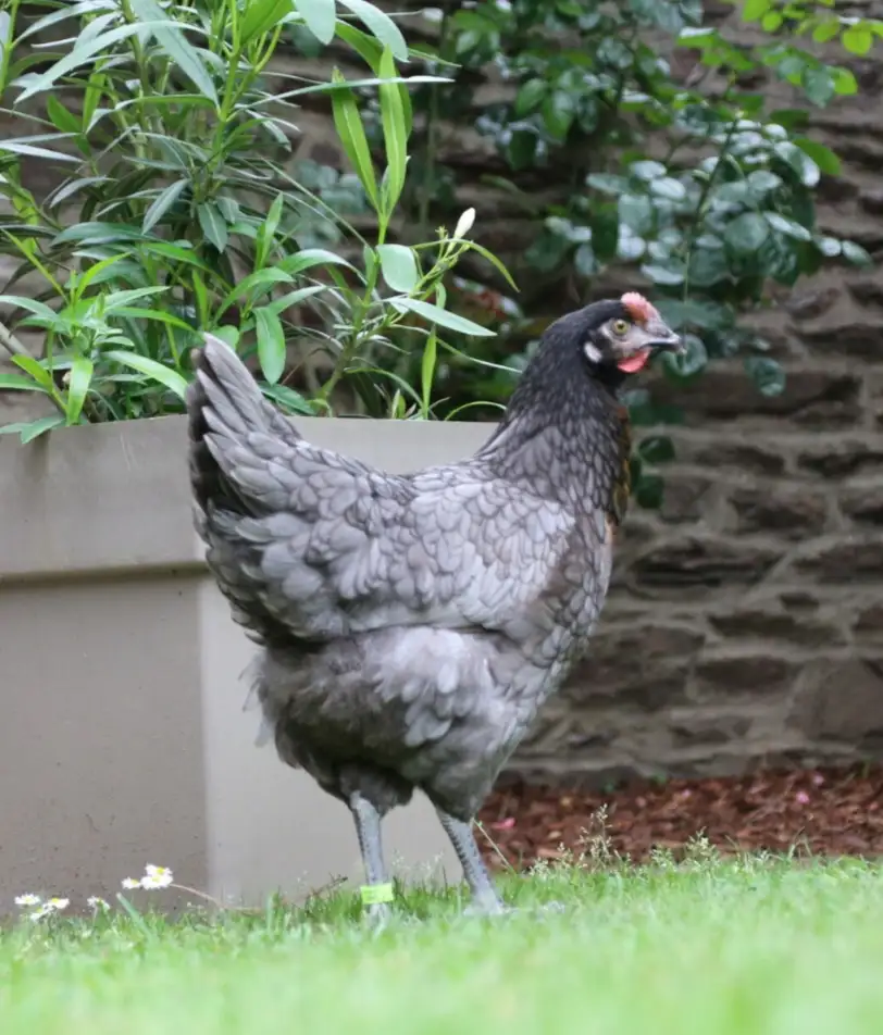 Poule grise cendrée